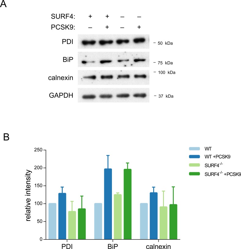 Figure 3—figure supplement 1.