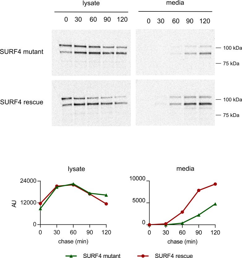 Figure 5—figure supplement 1.