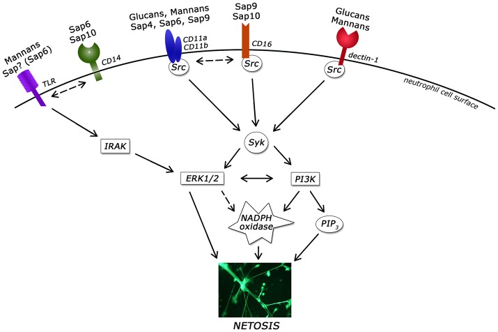 Figure 12