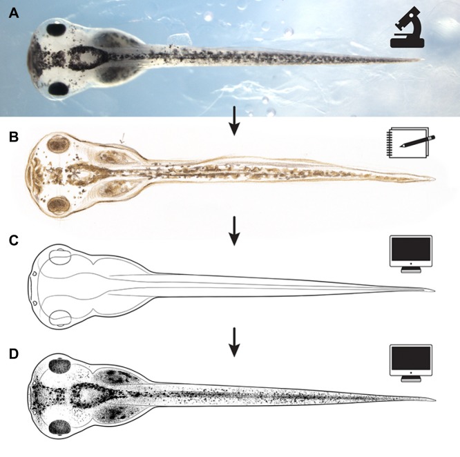 Fig. 2.