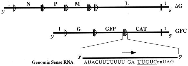 FIG. 1