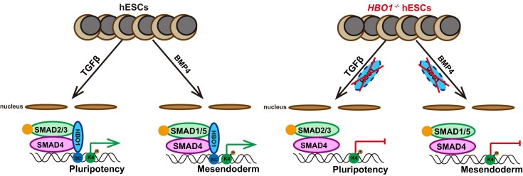 Graphical Abstract