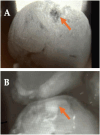 Fig. 5