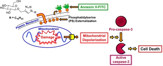 Graphical Abstract