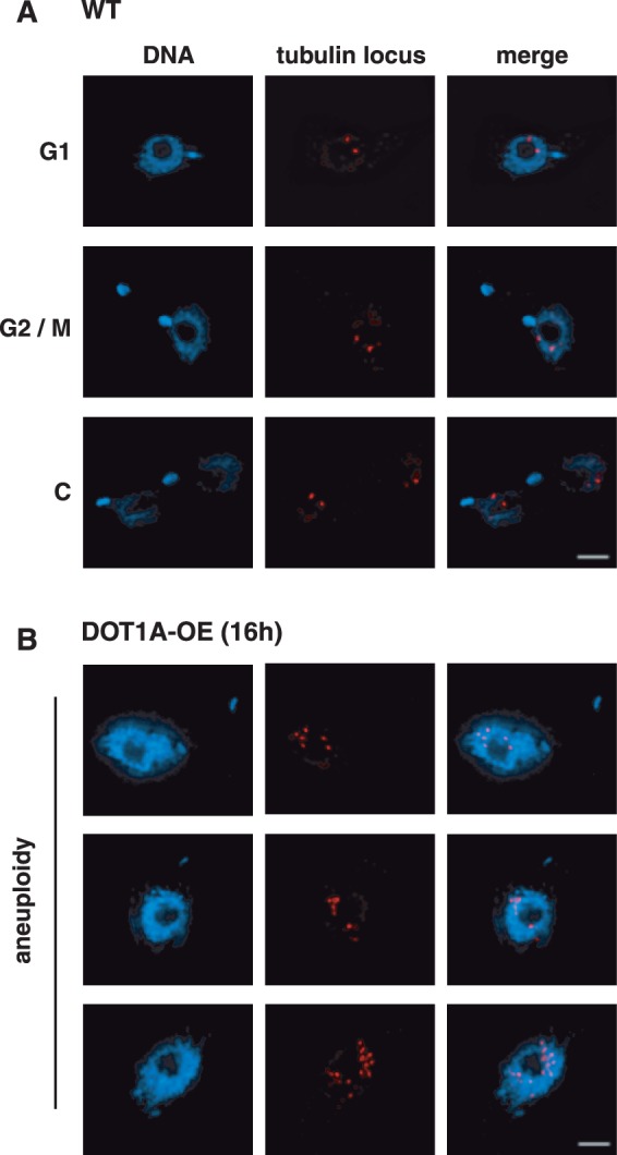 Figure 5.