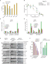 Figure 4. KG13 stabilized cellular p53 Y220C and activated target gene expression. A, 1 μmol/L of p53 WT or p53 Y220C was incubated with 10 μmol/L of compound at 4°C for 24 hours. Adduct formation was analyzed by LC/MS. B, Cellular thermal shift assay intensity values were plotted with calculated Tagg values where the KG13-treated sample showed an increase in thermal stability of cellular p53 Y220C compared with DMSO control. C, RT-qPCR results for 25 μmol/L KG13-treated H1299 cells stably expressing p53 R273C or Y220C. D, RT-qPCR results for 10 μmol/L Nutlin-3a or 25 μmol/L KG13-treated U2OS cells stably expressing p53 Y220C. E, Western blot for DMSO, 10 μmol/L Nutlin-3a, and 10 μmol/L KG13-treated cell panel. F, Viability and caspase-3/7 activity for NUGC-4, NUGC-3, or BxPC-3 cells treated with KG13.