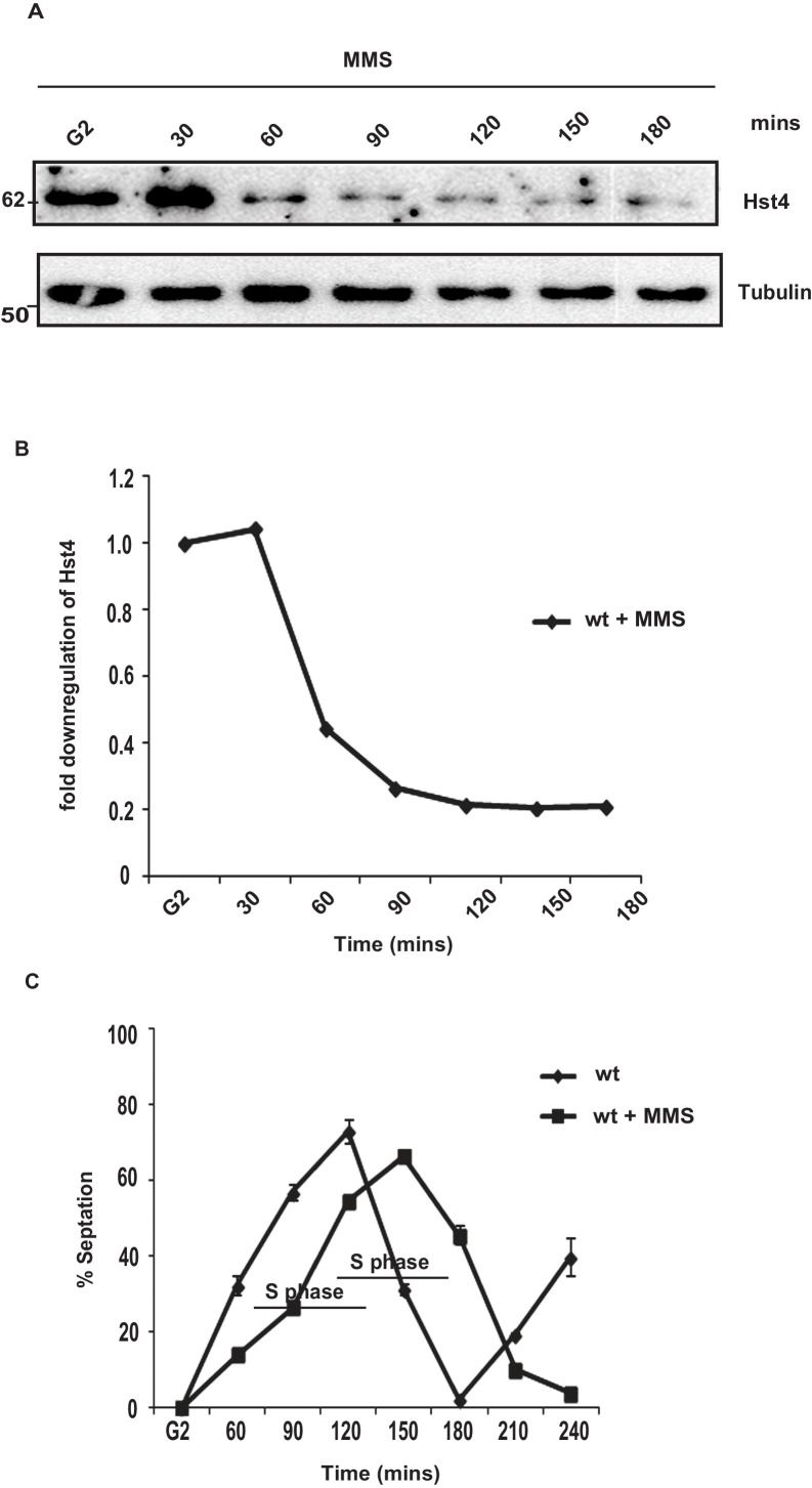 Figure 1—figure supplement 1.