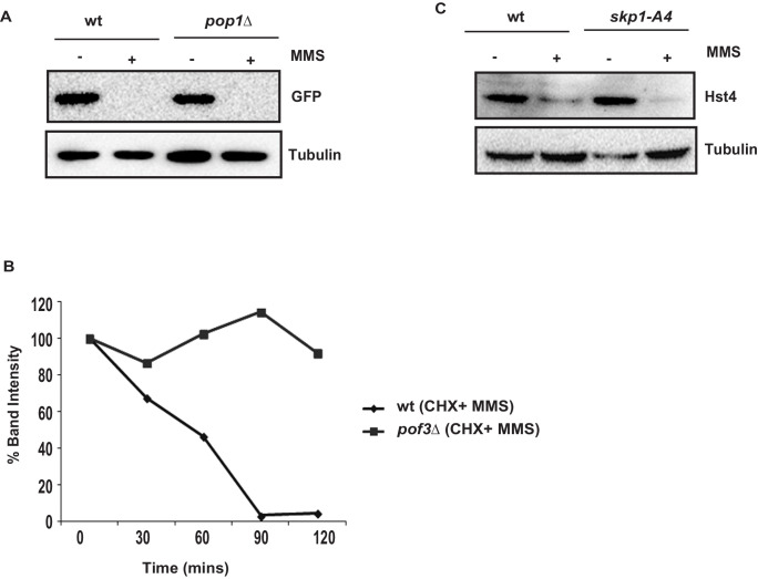 Figure 5—figure supplement 1.