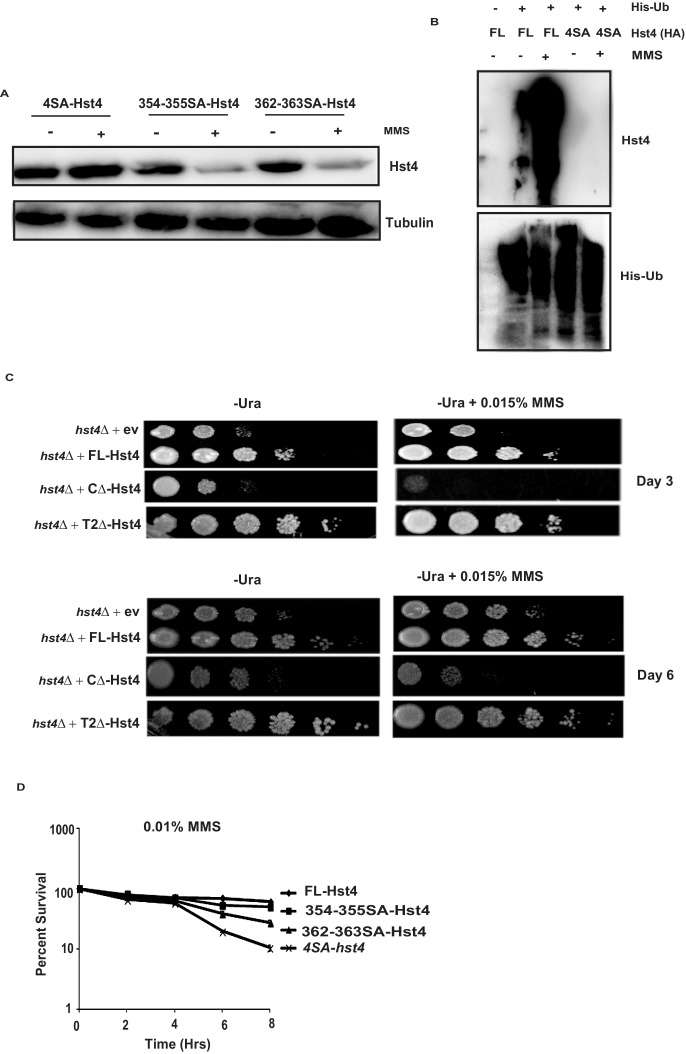 Figure 4—figure supplement 1.