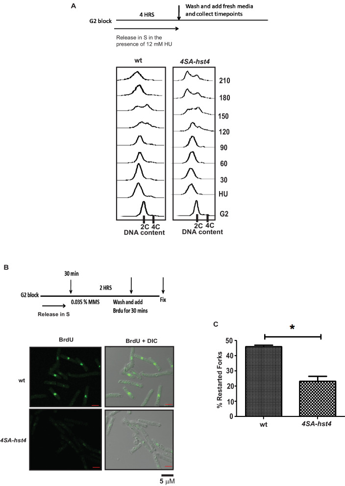 Figure 6—figure supplement 1.