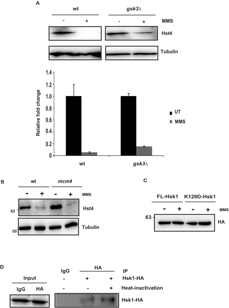 Figure 3—figure supplement 1.