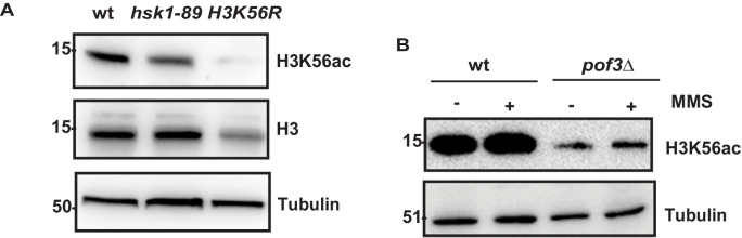 Figure 8—figure supplement 1.