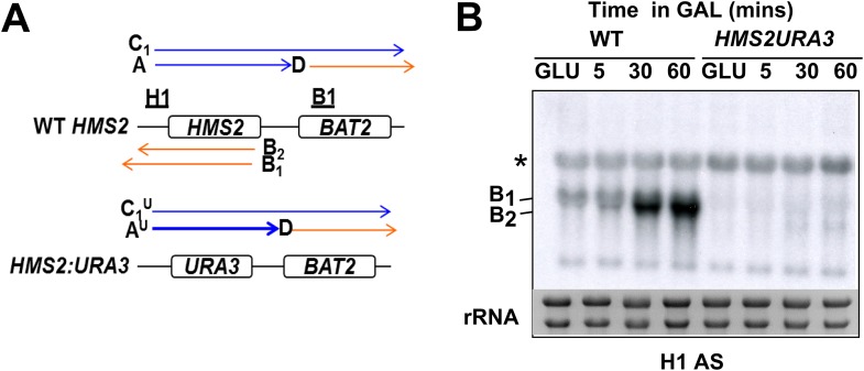 Figure 4—figure supplement 1.