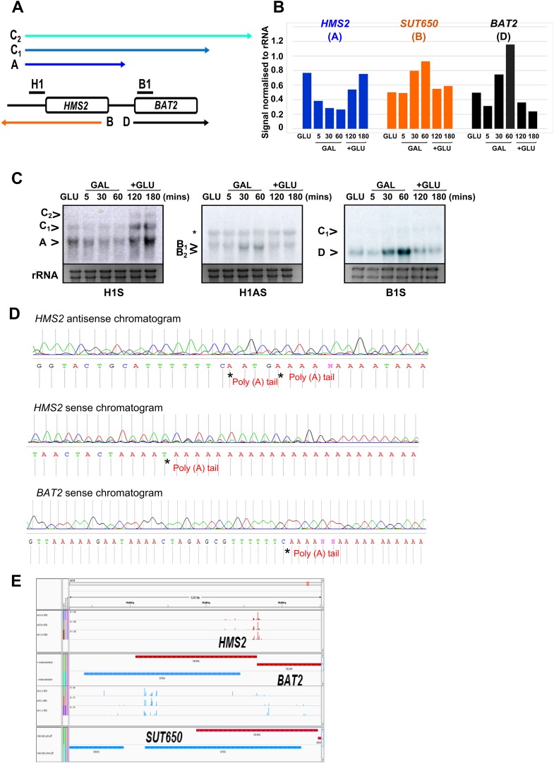 Figure 2—figure supplement 1.