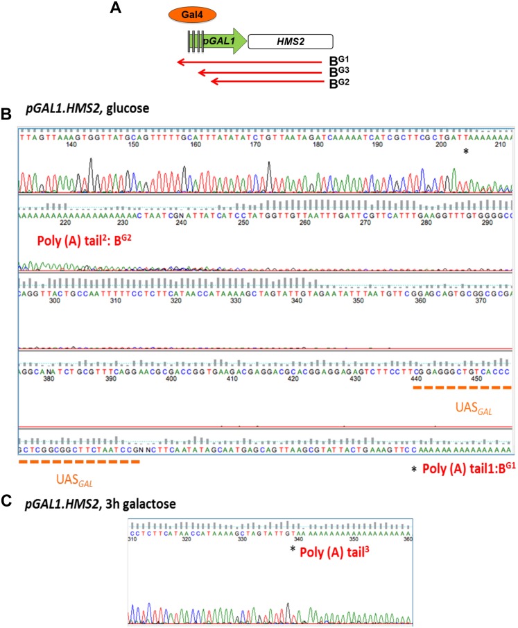 Figure 5—figure supplement 1.