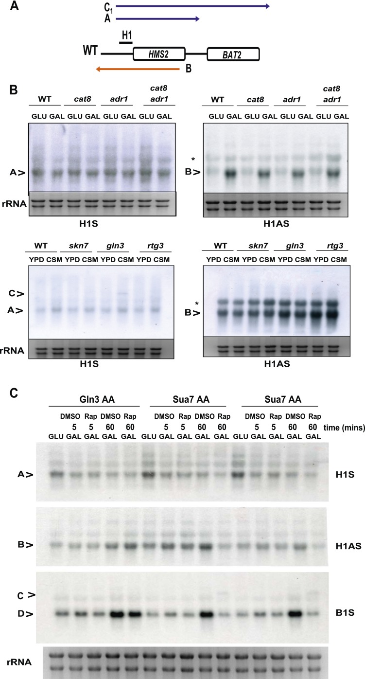 Figure 6—figure supplement 1.