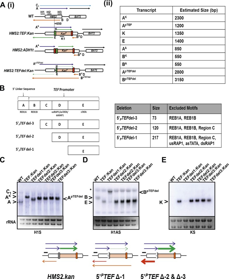 Figure 7—figure supplement 1.