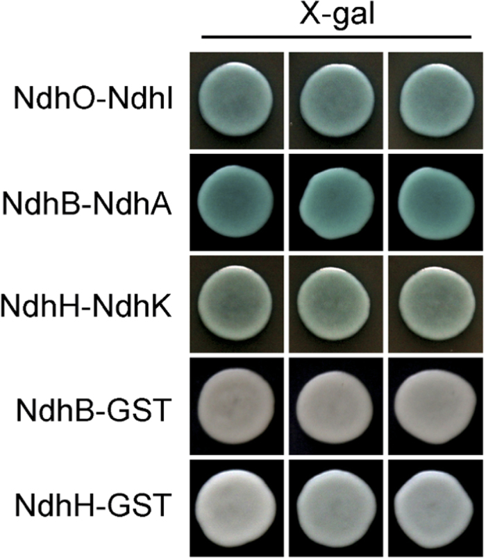 Figure 2