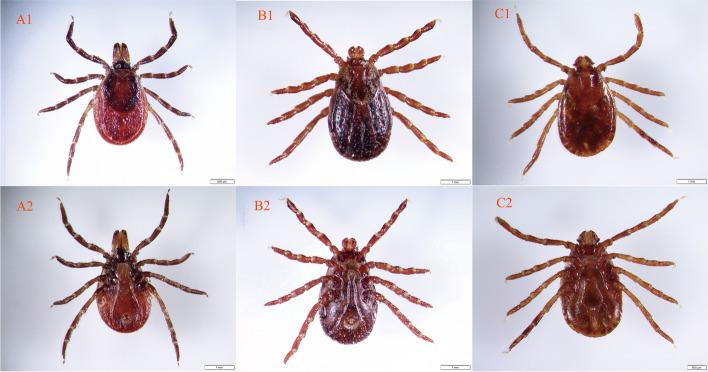 Fig. 2