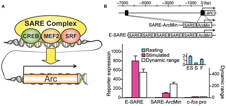 FIGURE 1