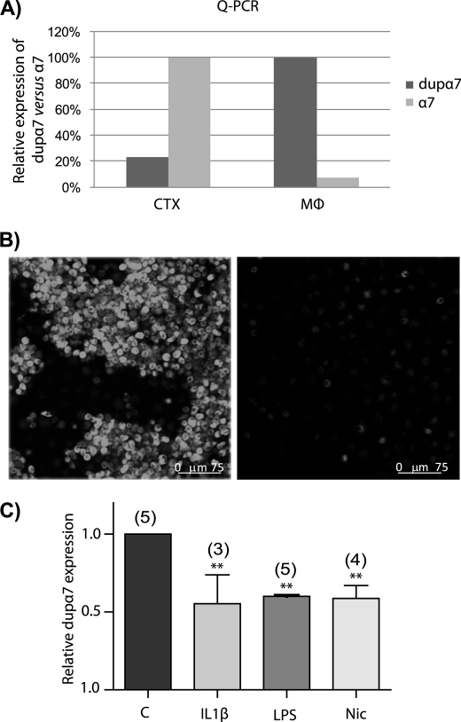 FIGURE 7.