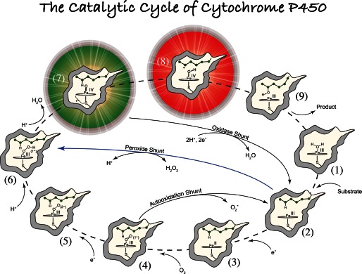 FIGURE 1.