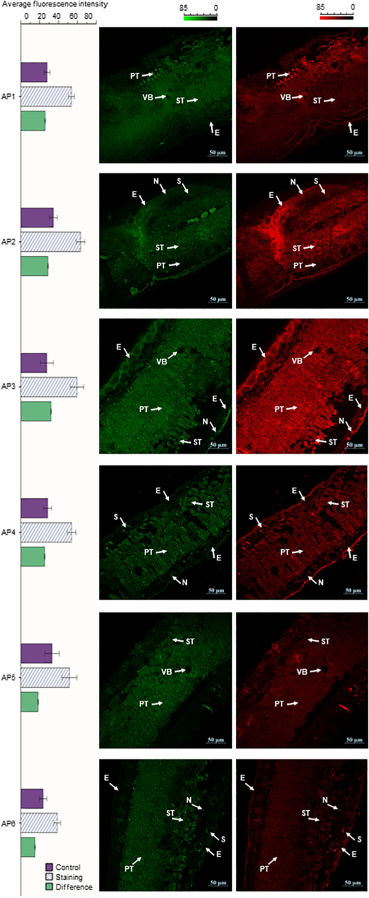 FIGURE 4