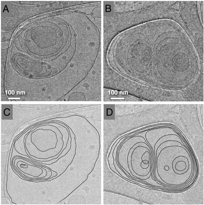 Fig. 5.