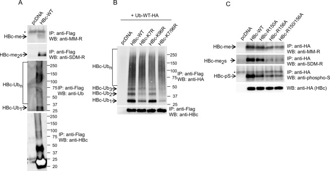 Fig 7