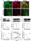 Fig. 6