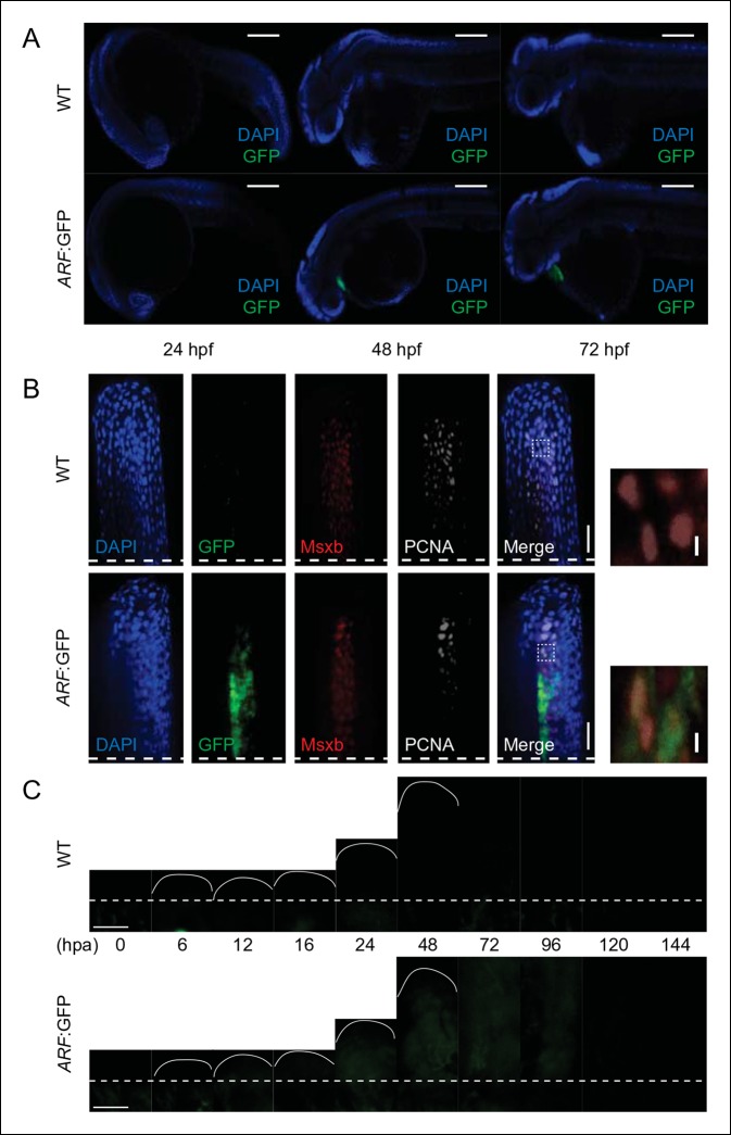 Figure 1—figure supplement 2.