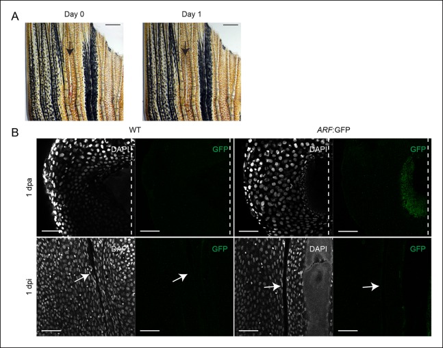 Figure 1—figure supplement 3.