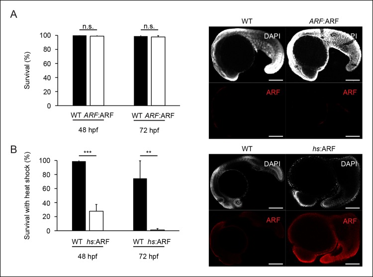 Figure 7—figure supplement 1.