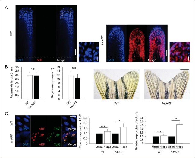 Figure 4—figure supplement 1.