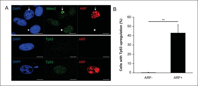 Figure 3—figure supplement 1.