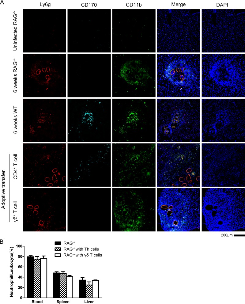 FIG 6