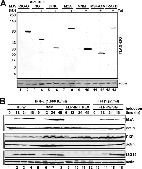 FIG. 1.