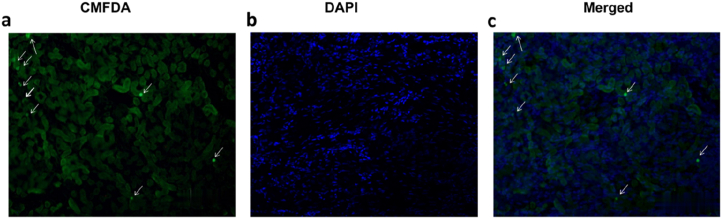 Fig. 6