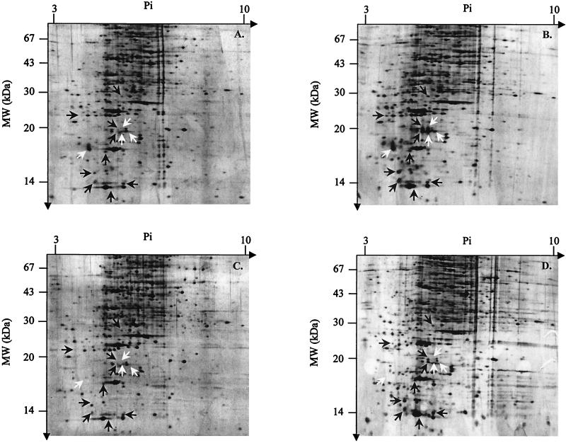 FIG. 2.