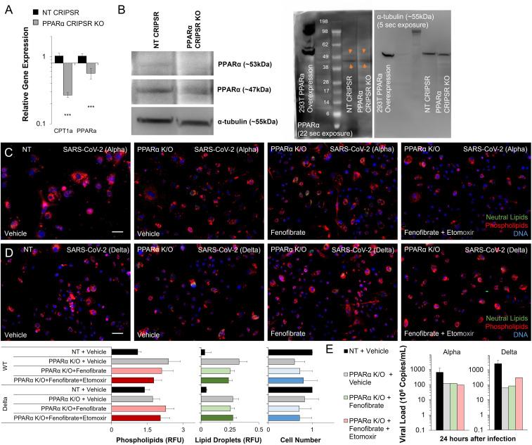 Figure 3—figure supplement 3.