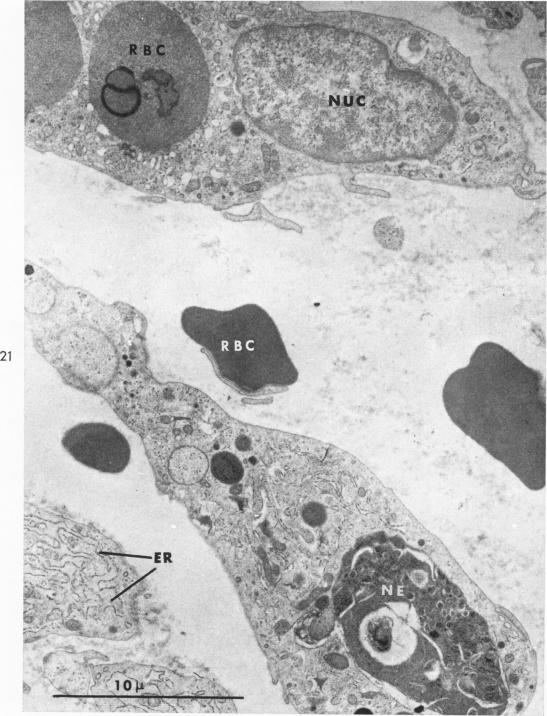 Fig. 21