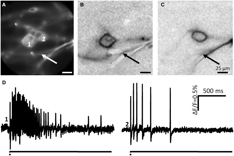 Figure 10