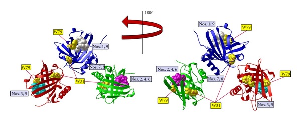 Pyoverdine, the Major Siderophore in Pseudomonas aeruginosa, Evades ...