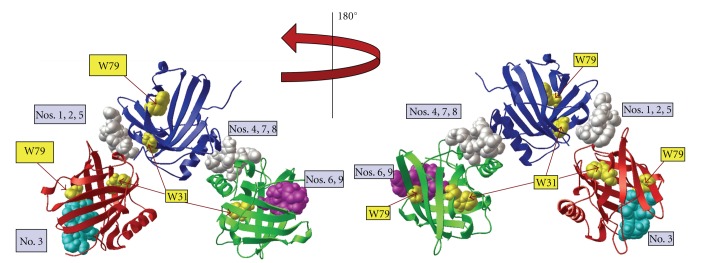 Pyoverdine, the Major Siderophore in Pseudomonas aeruginosa, Evades ...