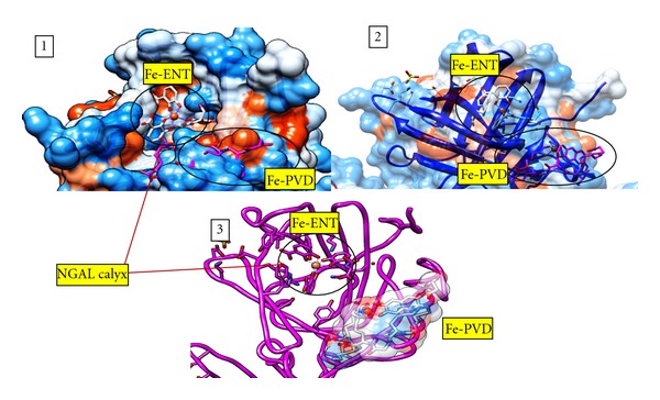 Pyoverdine, the Major Siderophore in Pseudomonas aeruginosa, Evades ...