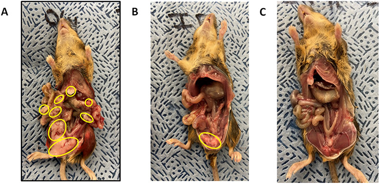 Figure 5: