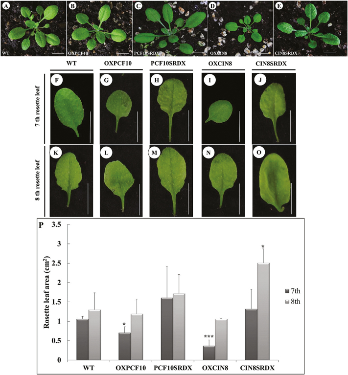 Fig. 7.