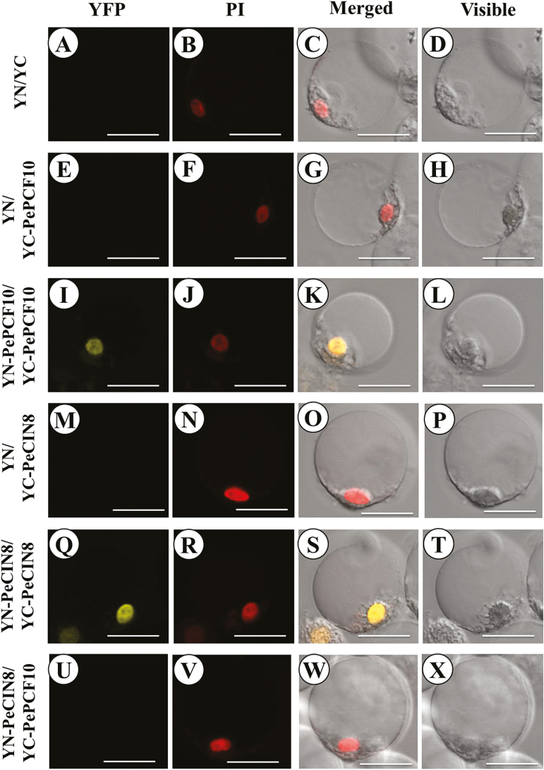 Fig. 6.