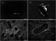 Fig. 8