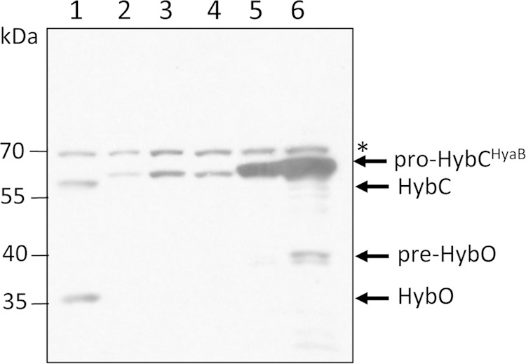 FIG 6